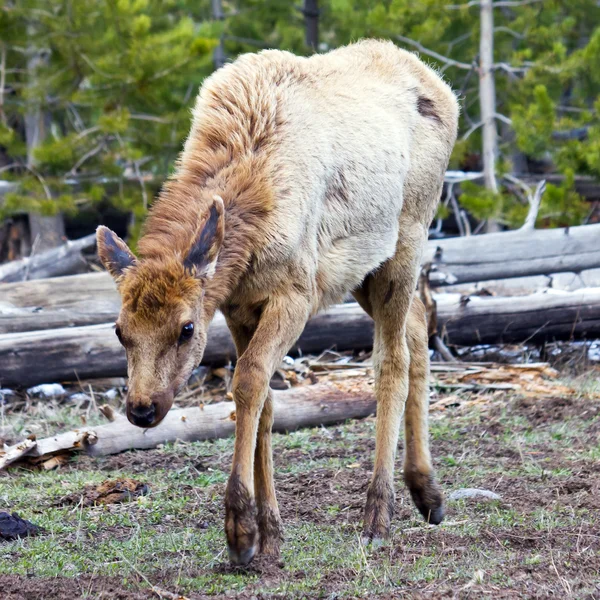 Frightened Young Elk In Yellowstone — Stock Photo, Image