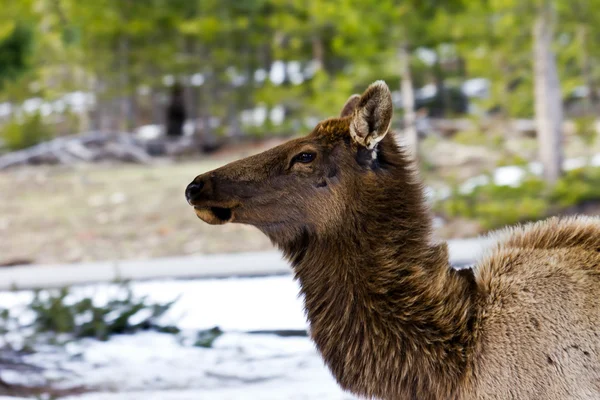 stock image Intimidating Adult Elk Stare Down In Yellowstone National Park