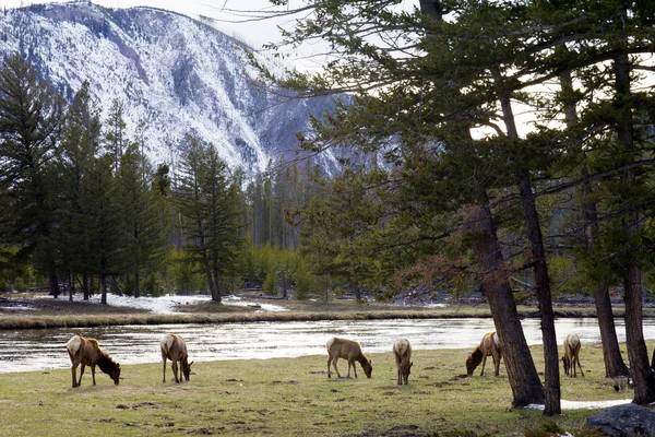 Család, a jávorszarvas, a Yellowstone folyó mentén legeltetés — Stock Fotó