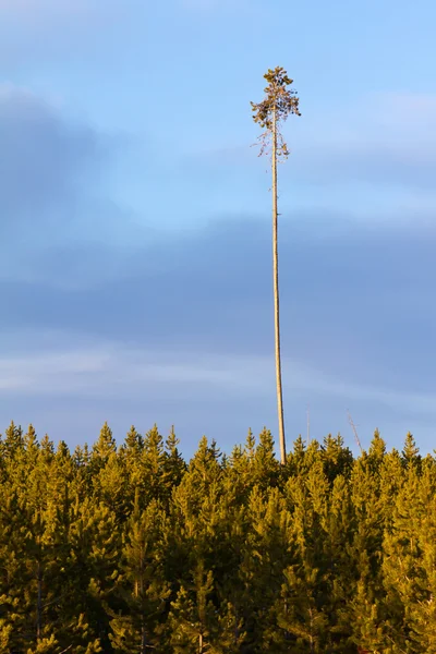 Ein starker Baum überlebt Waldbrand — Stockfoto