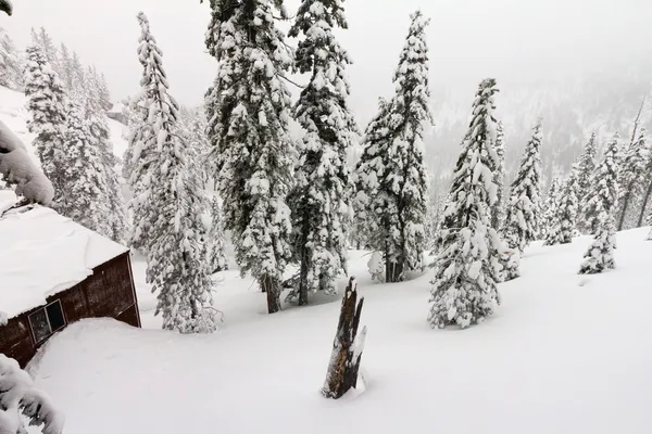 stock image Mountain Cabin During a Winter Blizzard