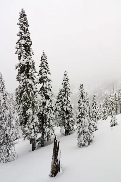 stock image Winter Wonderland Blizzard Landscape