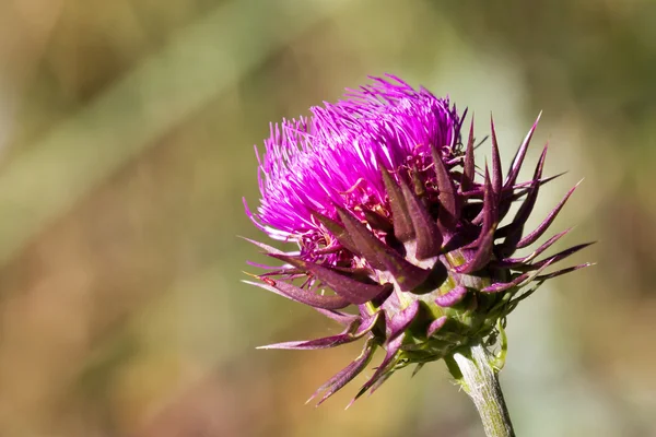 stock image Fierce Looking Flower Blooms In the Springtime