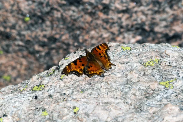 stock image Orange Butterfly On A Rock