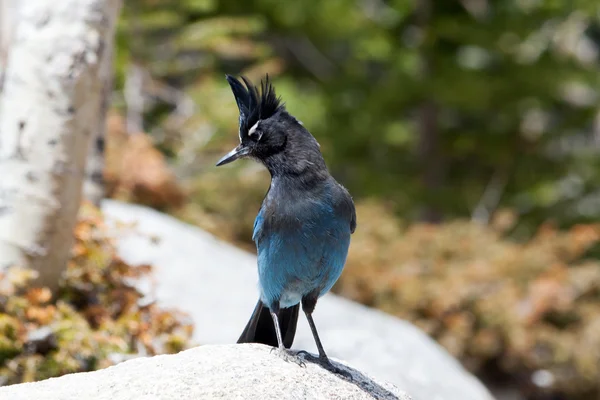 Pájaro azul de montaña rocosa — Foto de Stock