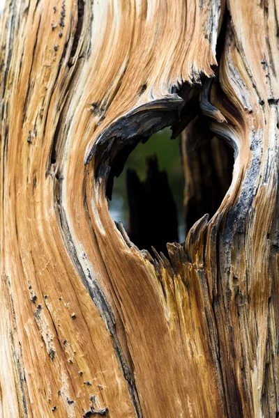 Whole Frame Through Old Tree Trunk — Stock Photo, Image