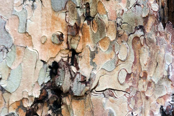 Closeup Of Natural Wooden Bark Texture — Stock Photo, Image