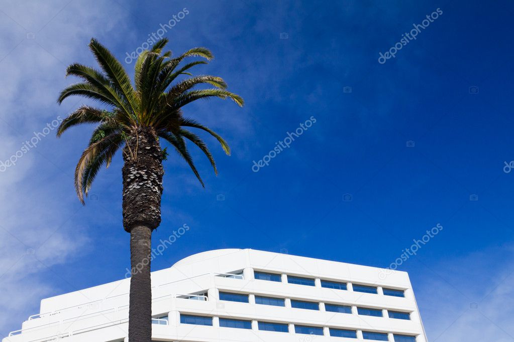 Palm Tree And Office Building Background