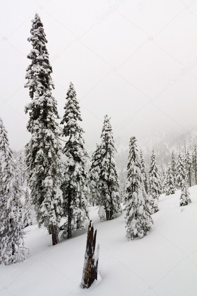 Winter Wonderland Blizzard Landscape