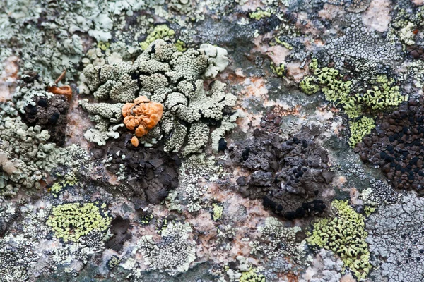 Sfondo di muschio e licheni — Foto Stock
