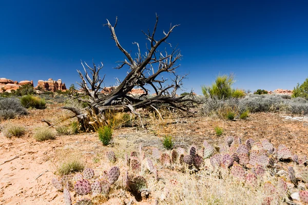 Desert Landscape — Stock Photo, Image