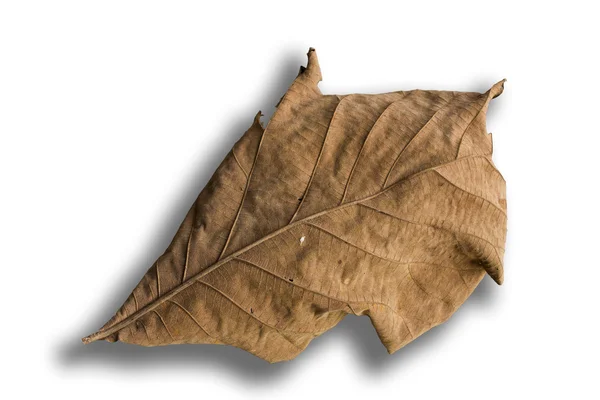 Blätter braun — Stockfoto