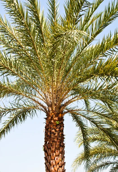 Single palm tree. — Stock Photo, Image