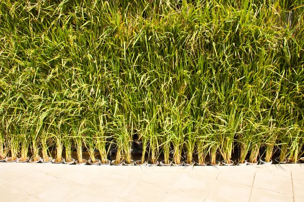 Ris växter i krukor. — Stockfoto