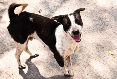 siyah ve beyaz köpek.