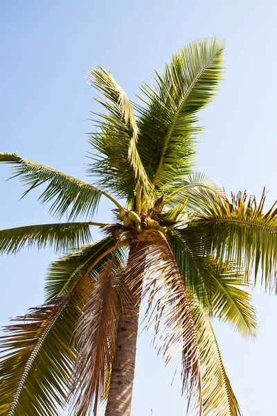 Kokospalmen. — Stockfoto