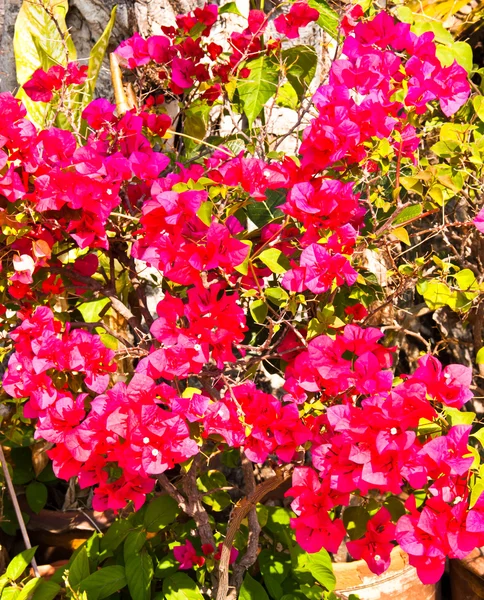 Flores rojas. —  Fotos de Stock