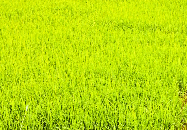 In rice cultivation. — Stock Photo, Image