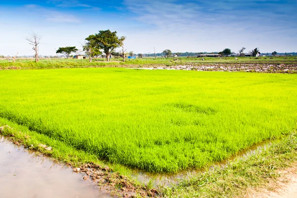 En el cultivo de arroz . — Foto de Stock