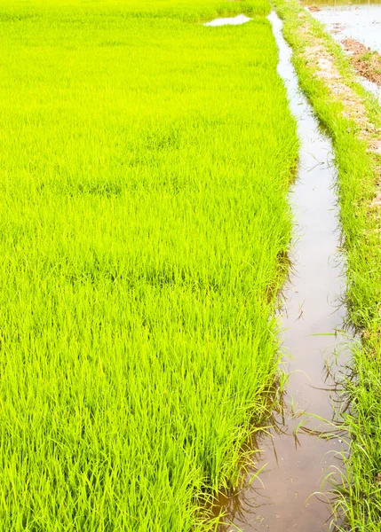 V pěstování rýže. — Stock fotografie