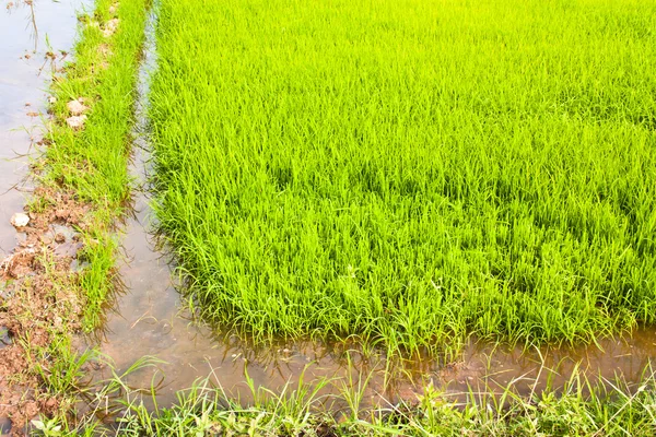 No cultivo do arroz . — Fotografia de Stock