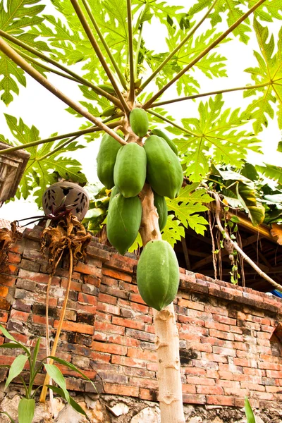 Árboles de papaya . — Foto de Stock