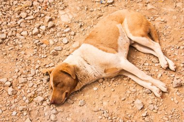 köpek uyuyor.