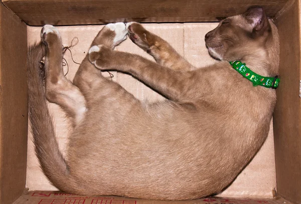 Stock image Cats sleep.