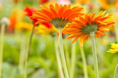 düşük açılı alınan zinnia