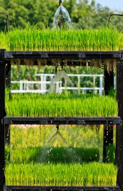 Aeroponics rice plantation technic clipart