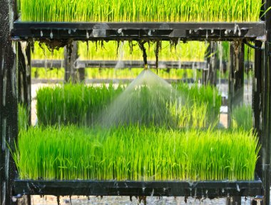 Aeroponics pirinç ekimi teknik