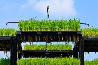 Aeroponics pirinç ekimi teknik