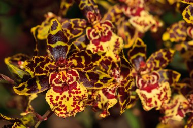 Hibrid orkide Oncidium