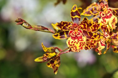 Hibrid orkide Oncidium