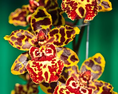 Oncidium colmanara yaban kedisi