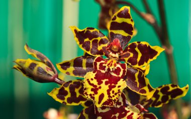 colmanara yaban kedisi orkide Oncidium