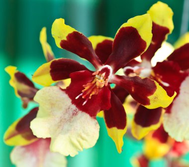 colmanara yaban kedisi orkide Oncidium