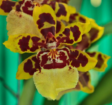 colmanara yaban kedisi orkide Oncidium