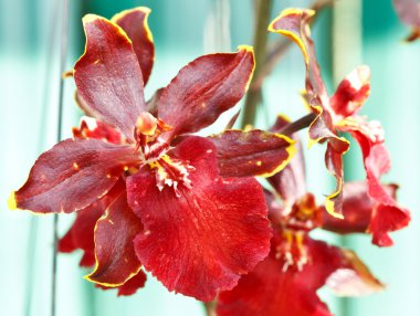 Oncidium orchid clipart
