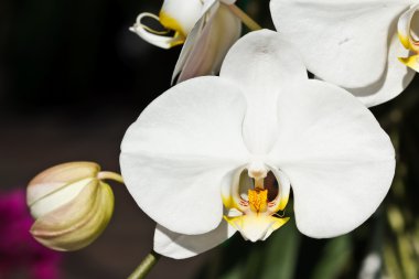 Phalaenopsis orkide