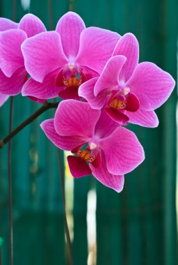 Phalaenopsis, palyaço türü.