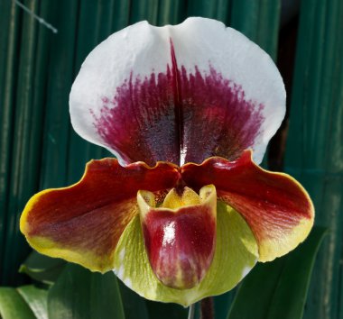 Paphiopedilum lippeblut complejo, zapatilla de dama o ladys slipper