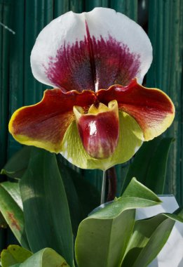 Paphiopedilum lippeblut complejo, zapatilla de dama o ladys slipper