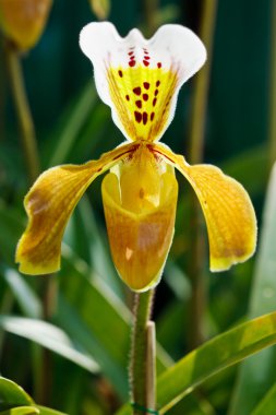 Paphiopedilum orkide, Bayan terlik veya ladys terlik