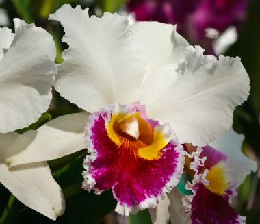 Cattleya worawuth, Tay hibrid orkide