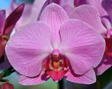 Phalaenopsis orkide