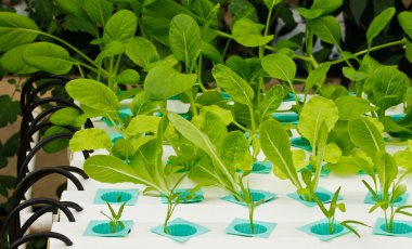 Aeroponics plantasyon içinde glasshouse