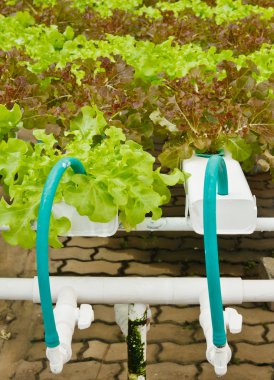 Aeroponics plantasyon içinde glasshouse