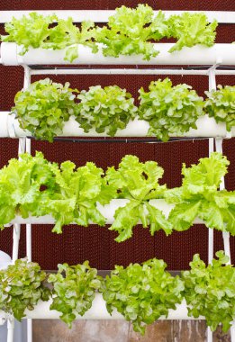 Aeroponics plantasyon içinde glasshouse