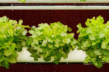 Aeroponics plantasyon içinde glasshouse